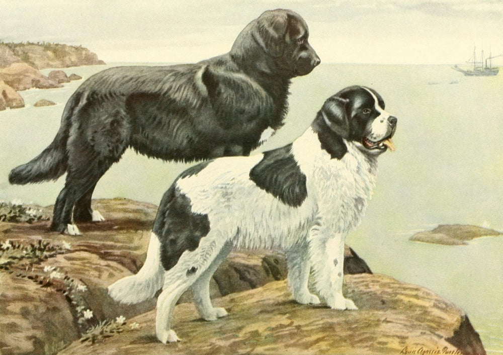 Book of Dogs 1919 Newfoundlands Poster Print by L.A. Fuertes