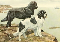 Book of Dogs 1919 Newfoundlands Poster Print by L.A. Fuertes