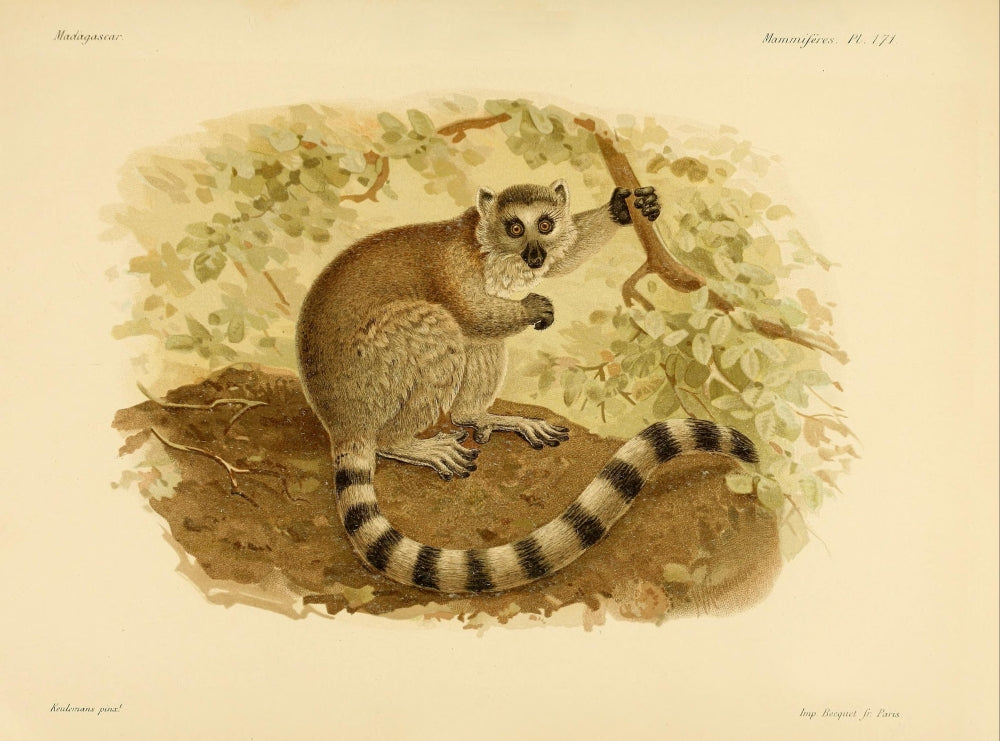 Natural History of Madagascar Ring-tailed Lemur Poster Print by J.G. Keulemans.