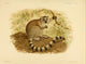 Natural History of Madagascar Ring-tailed Lemur Poster Print by J.G. Keulemans.