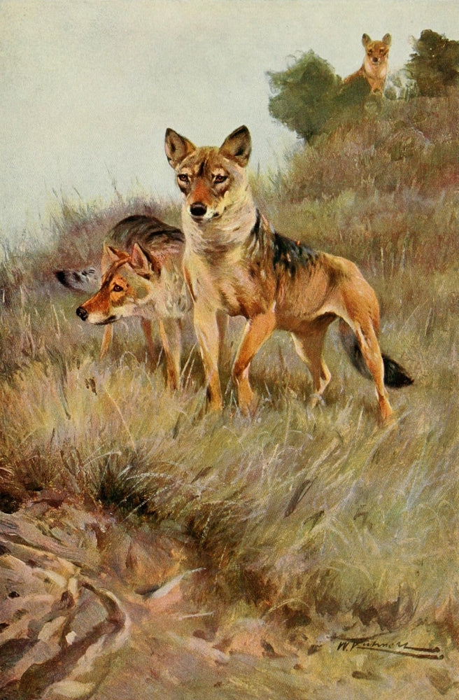 Wild Life of the World 1916 Wolf Poster Print by F.W. Kuhnert