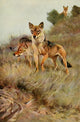 Wild Life of the World 1916 Wolf Poster Print by F.W. Kuhnert