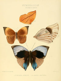 Exotic Butterflies 1866 Zeuxidia Poster Print by W. Chapman Hewitson, vibrant butterfly artwork.