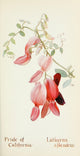 Western Wild Flowers 1915 Pride of California Poster Print featuring vibrant wildflowers.