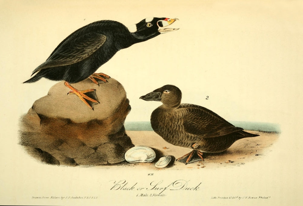 Birds of America 1844 Black or Surf Duck Poster Print by J.J. Audubon