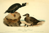 Birds of America 1844 Black or Surf Duck Poster Print by J.J. Audubon