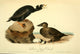 Birds of America 1844 Black or Surf Duck Poster Print by J.J. Audubon