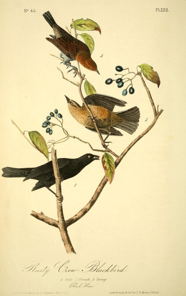 Birds of America 1844 Rusty Crow Blackbird Poster Print by J.J. Audubon