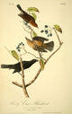 Birds of America 1844 Rusty Crow Blackbird Poster Print by J.J. Audubon
