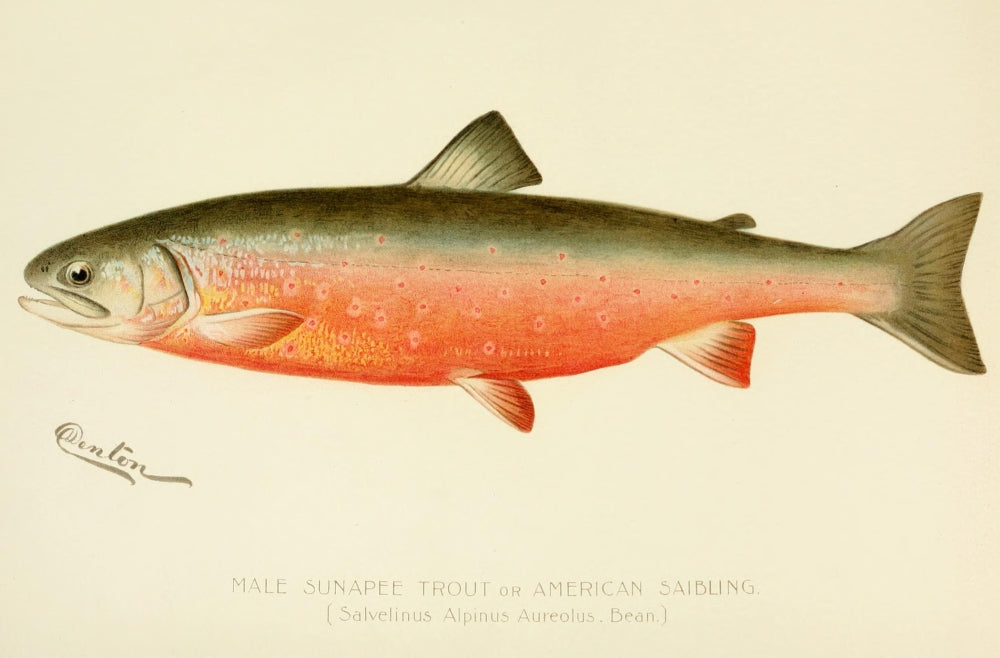 Commissioners of Fisheries NY 1899 Male Sunapee Trout Poster Print by S.F. Denton