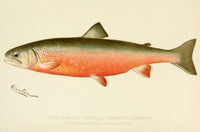 Commissioners of Fisheries NY 1899 Male Sunapee Trout Poster Print by S.F. Denton