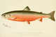 Commissioners of Fisheries NY 1899 Male Sunapee Trout Poster Print by S.F. Denton