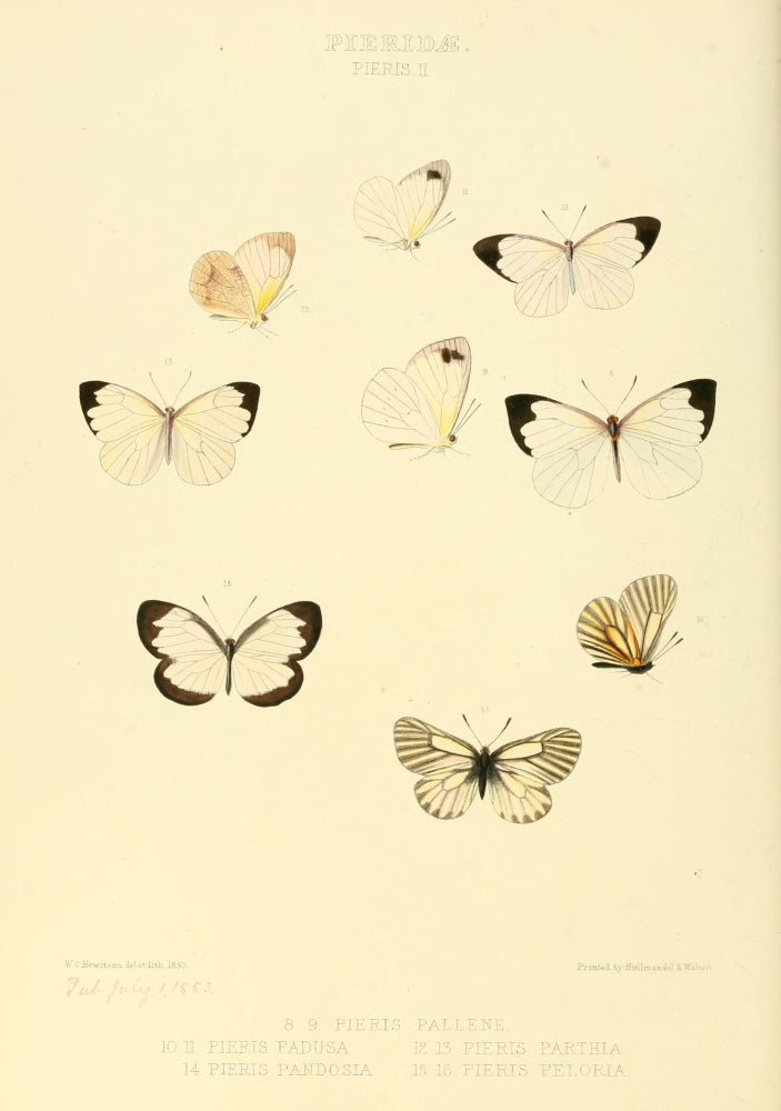 Exotic Butterflies 1866 Pieris 1 Poster Print by W. Chapman Hewitson showcasing vibrant butterfly artwork.