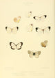 Exotic Butterflies 1866 Pieris 1 Poster Print by W. Chapman Hewitson showcasing vibrant butterfly artwork.