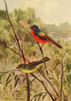 Birds of N. Carolina 1919 Painted Bunting Poster Print by R.B. Horsfall