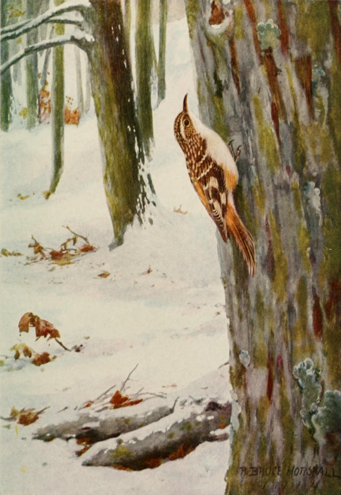 Brown Creeper Poster Print by Robert Bruce Horsfall, Bird Biographies 1923