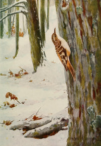 Brown Creeper Poster Print by Robert Bruce Horsfall, Bird Biographies 1923