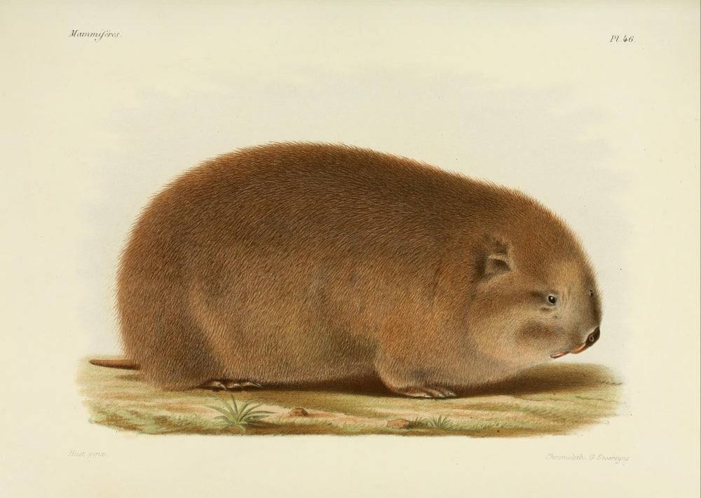 Des Mammifères 1868 Bamboo Rat Poster Print showcasing detailed artwork.