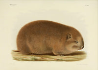 Des Mammifères 1868 Bamboo Rat Poster Print showcasing detailed artwork.