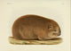 Des Mammifères 1868 Bamboo Rat Poster Print showcasing detailed artwork.