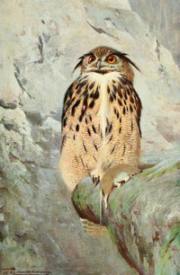 Wild Life of the World 1916 Horned Owl Poster Print by F.W. Kuhnert