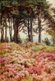Homes of Tennyson 1905 Blackdown, Temple of Winds Poster Print by Helen Allingham