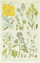 A New British Flora 1919 Yellow Poppy Poster Print by J.N. Fitch