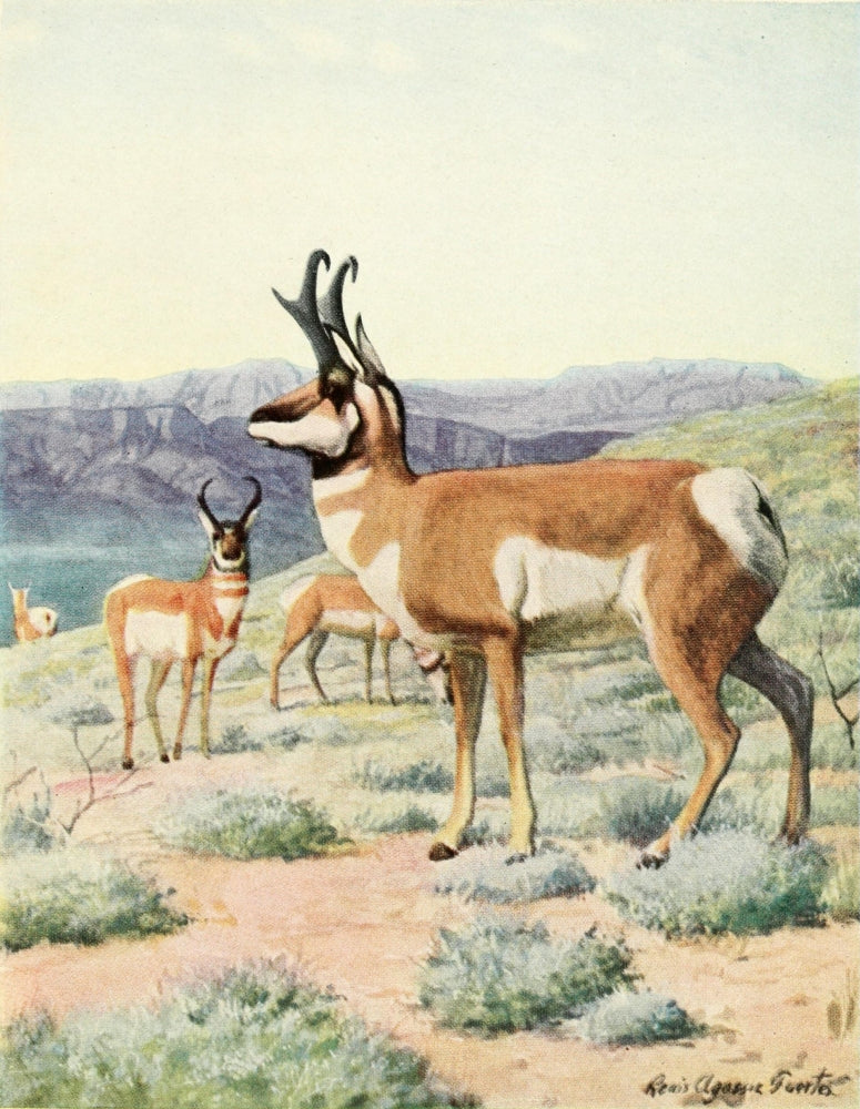 Burgess Animal Book Antelope Poster Print by L.A. Fuertes