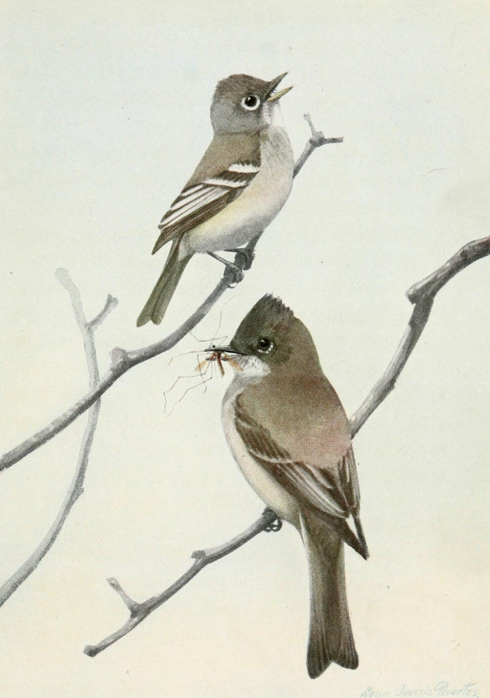 Burgess Bird Book 1919 Flycatcher & Phoebe Poster Print by L.A. Fuertes