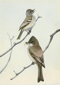 Burgess Bird Book 1919 Flycatcher & Phoebe Poster Print by L.A. Fuertes