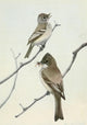 Burgess Bird Book 1919 Flycatcher & Phoebe Poster Print by L.A. Fuertes