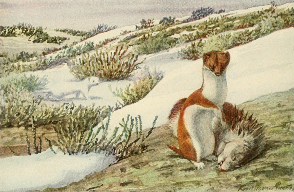 1918 Least Weasel Poster Print by L.A. Fuertes showcasing North America's wildlife.