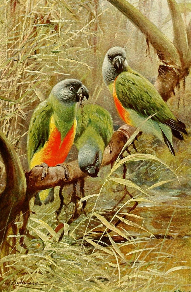 Wild Life of the World 1916 Senegal Parrot Poster Print by F.W. Kuhnert