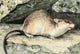 Burgess Animal Book Wood Rat Poster Print by L.A. Fuertes