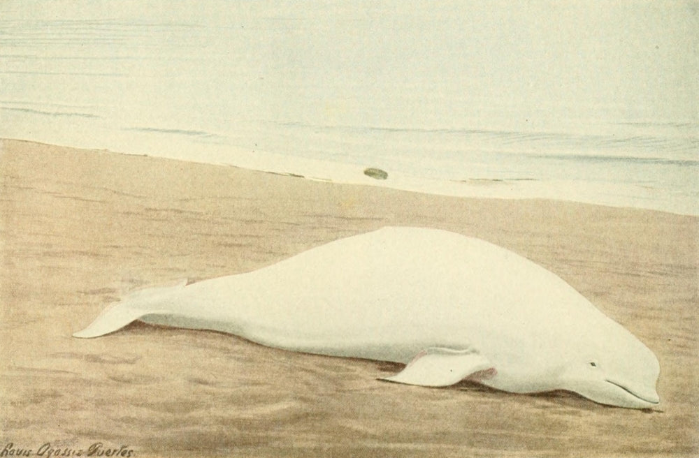 Beluga Whale Poster Print from Wild Animals of North America by L.A. Fuertes