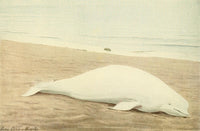 Beluga Whale Poster Print from Wild Animals of North America by L.A. Fuertes
