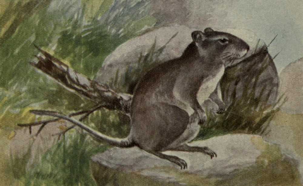 North American Wild Animals Common Rat Poster Print by Harry F. Harvey