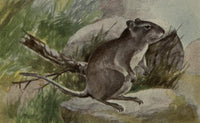 North American Wild Animals Common Rat Poster Print by Harry F. Harvey