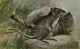 North American Wild Animals Common Rat Poster Print by Harry F. Harvey