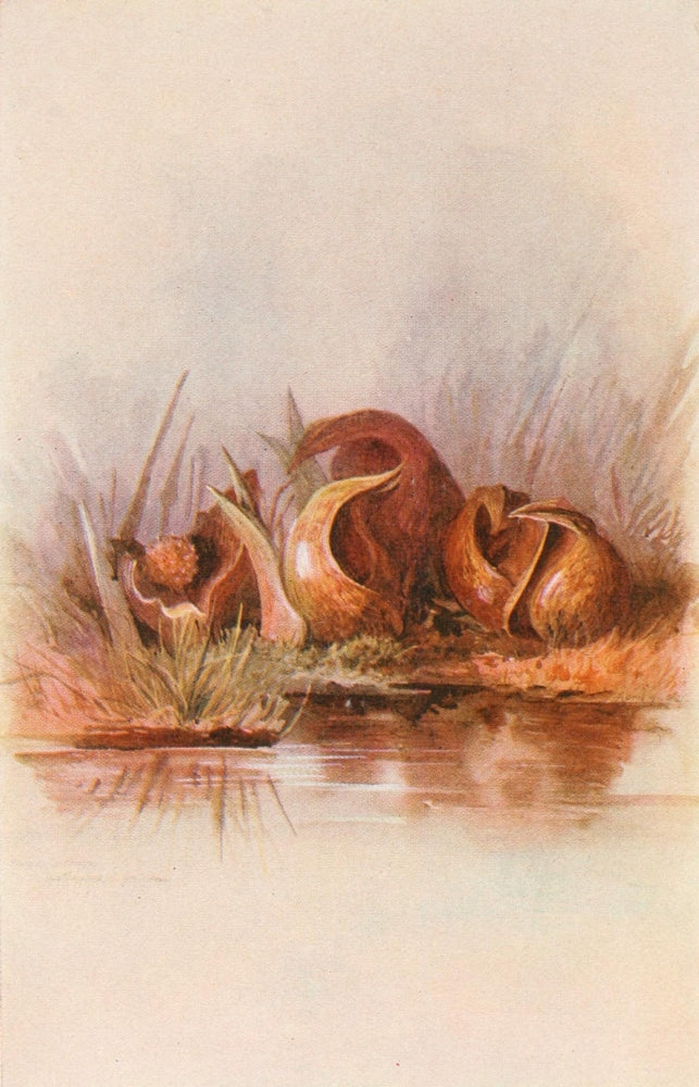 Our Early Wild Flowers 1916 Skunk Cabbage Poster Print by Eloise P. Luquer