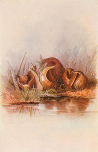 Our Early Wild Flowers 1916 Skunk Cabbage Poster Print by Eloise P. Luquer