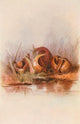 Our Early Wild Flowers 1916 Skunk Cabbage Poster Print by Eloise P. Luquer