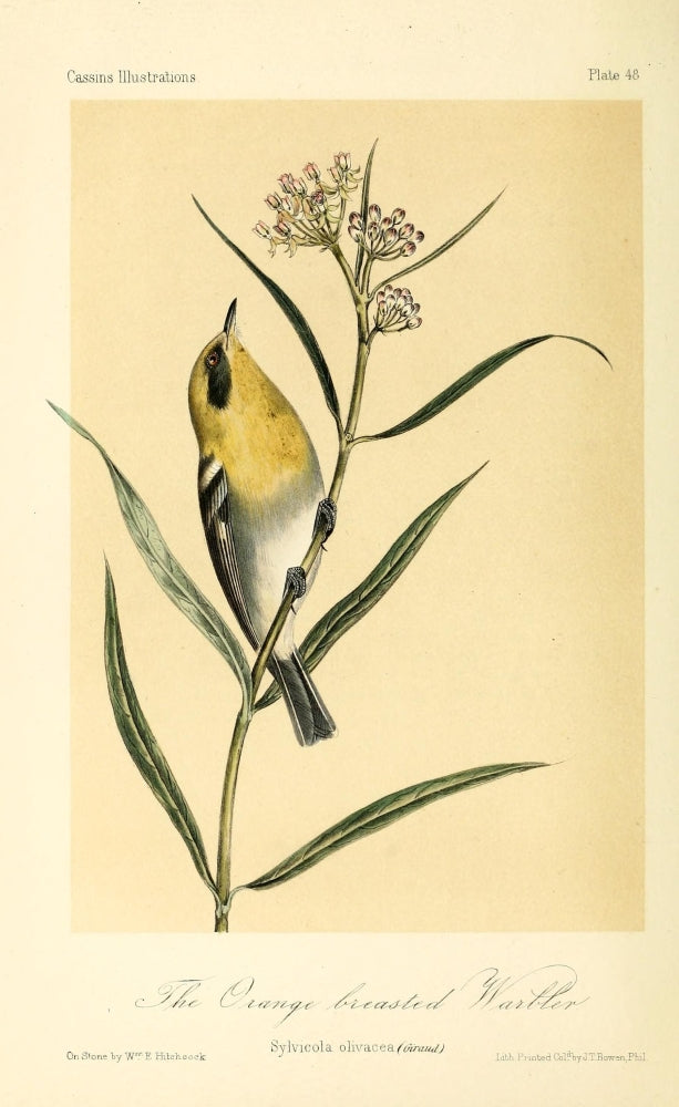 Orange-breasted Warbler Poster Print by W.E. Hitchcock