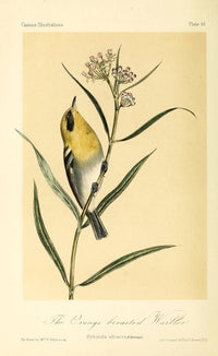 Orange-breasted Warbler Poster Print by W.E. Hitchcock