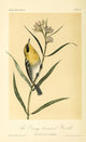 Orange-breasted Warbler Poster Print by W.E. Hitchcock