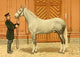 Les Races Chevalines 1894 Boukharetz Poster Print by M. Bounine showcasing diverse horse breeds.
