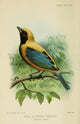 Bird Notes 1902 Gold & Green Tanager Poster Print by H. Goodchild