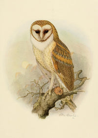 Birds of California 1923 American Barn Owl Poster Print by A. Brooks
