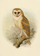 Birds of California 1923 American Barn Owl Poster Print by A. Brooks