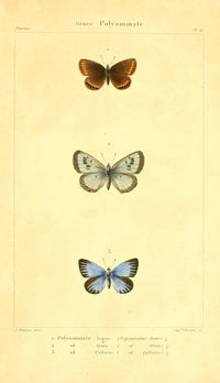 Histoire Naturelle des Lépidoptères Poster Print by J. Delarue